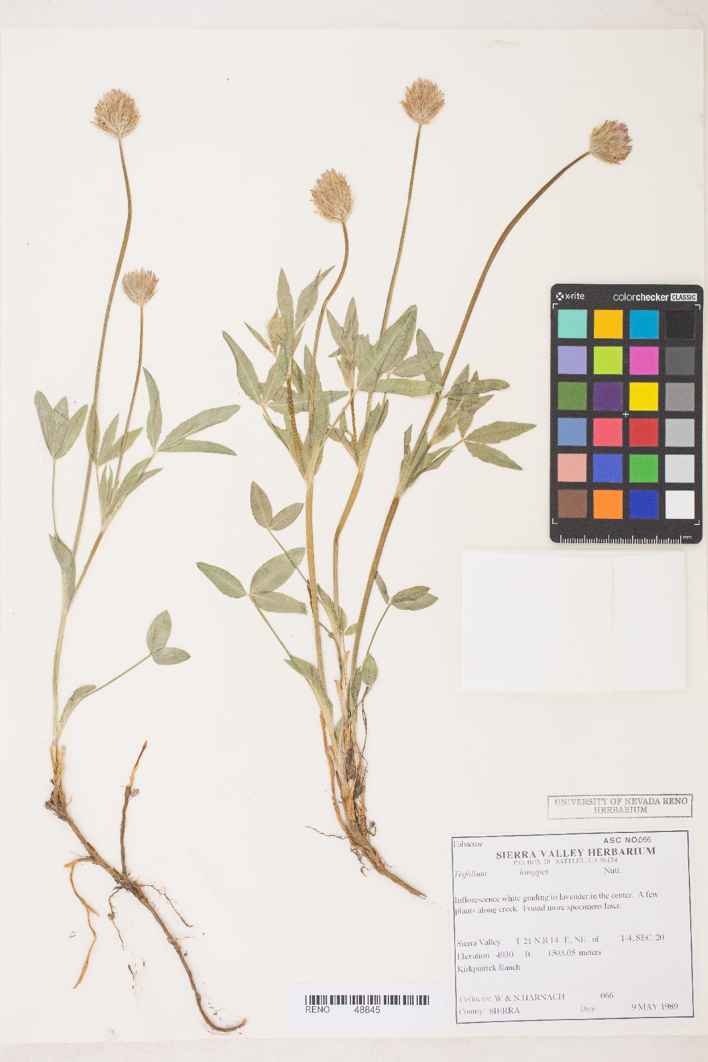 Trifolium longipes subsp. hansenii image