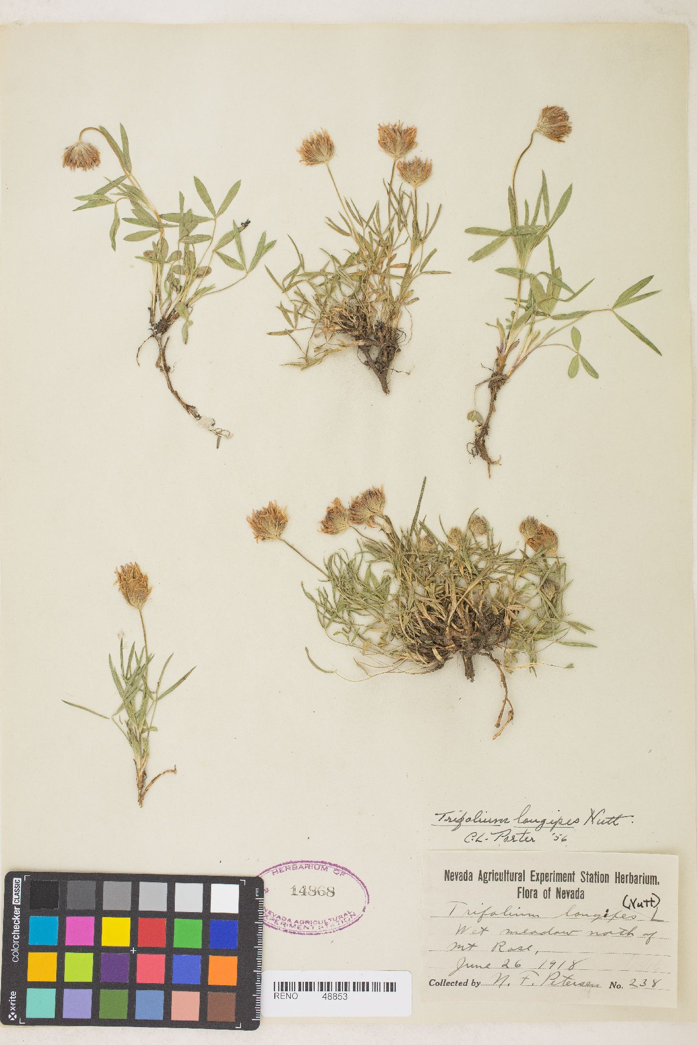 Trifolium longipes subsp. hansenii image