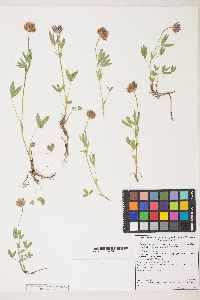 Trifolium longipes var. longipes image