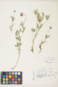 Trifolium longipes image