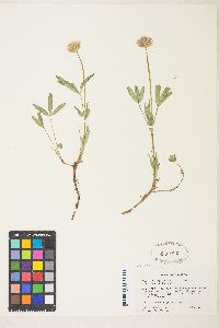 Trifolium longipes image