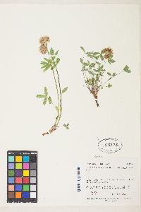 Trifolium rusbyi image