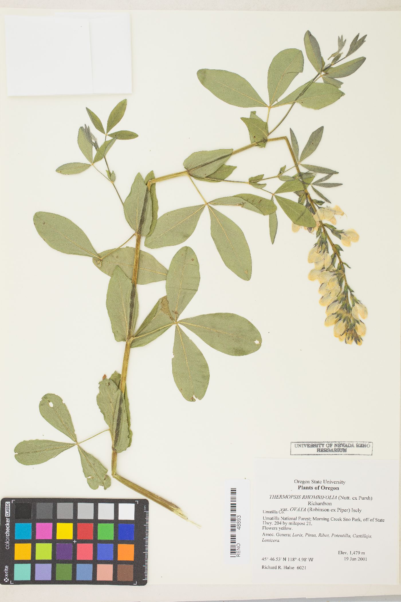 Thermopsis rhombifolia var. ovata image