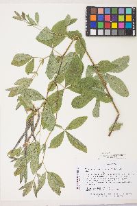 Thermopsis montana var. venosa image