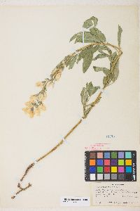 Thermopsis montana var. montana image
