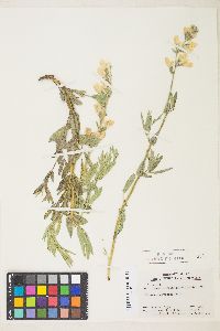 Thermopsis montana var. montana image