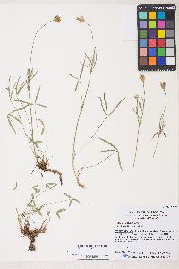 Trifolium longipes var. elmeri image