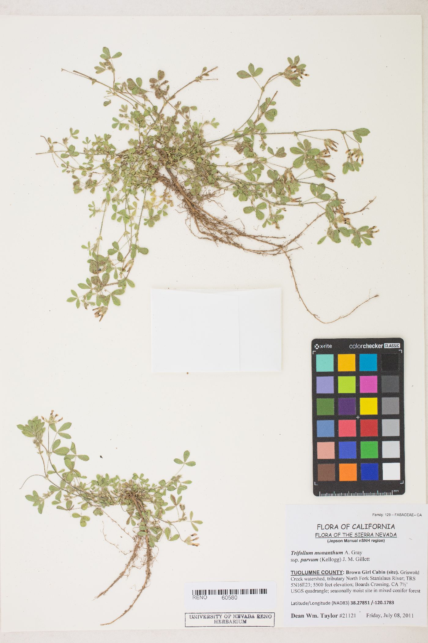 Trifolium monanthum var. parvum image