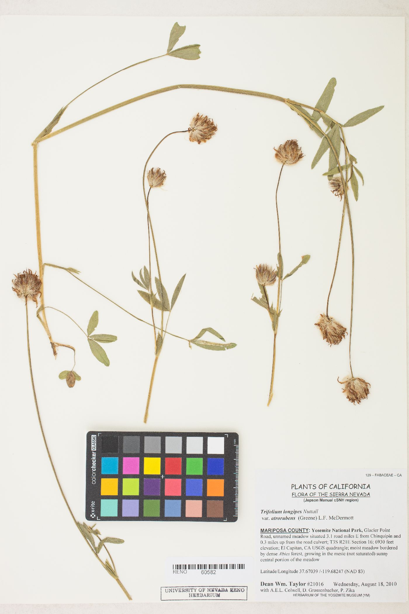 Trifolium longipes var. atrorubens image