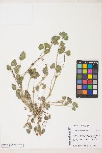 Trifolium subterraneum image