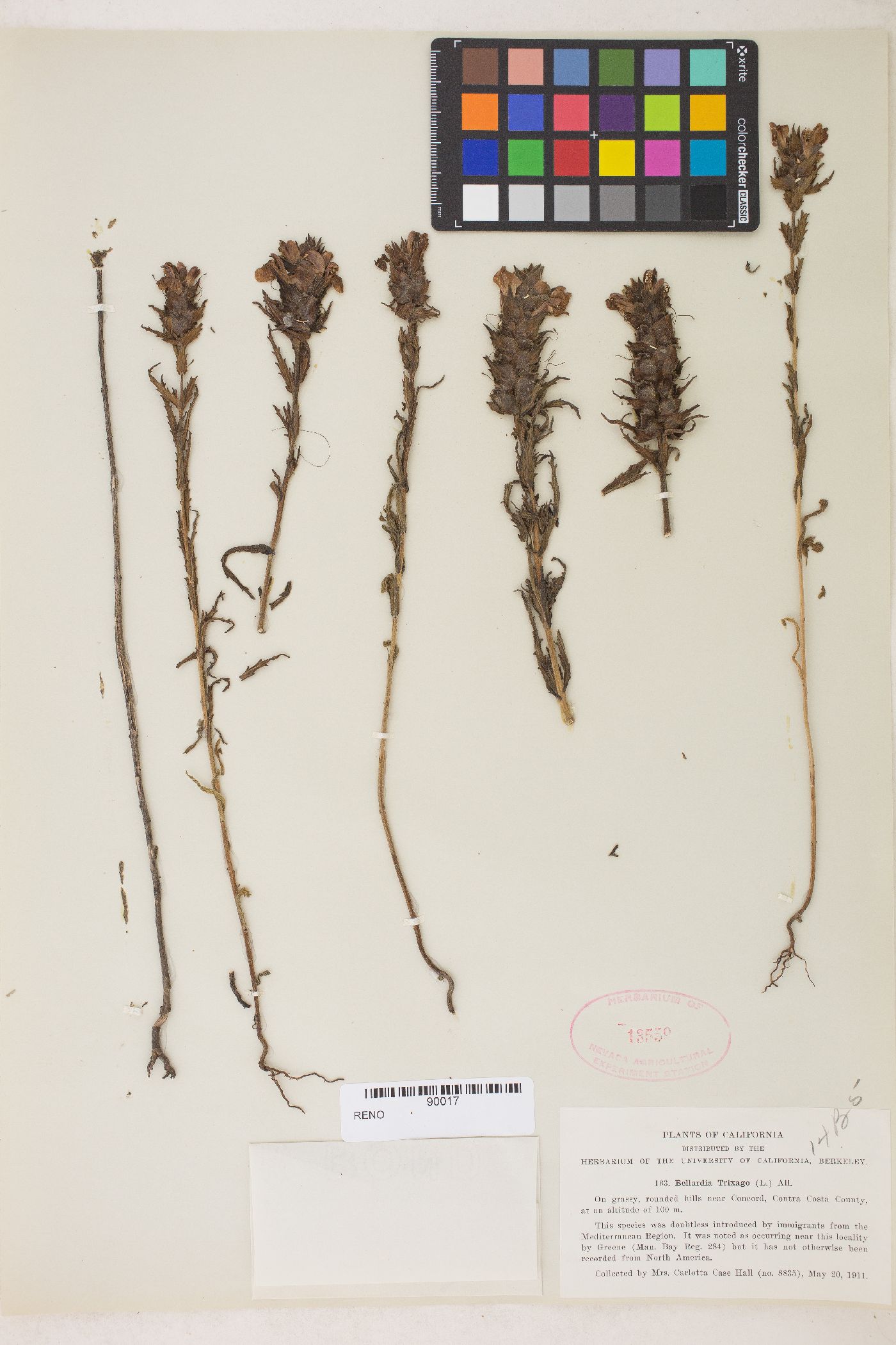 Bellardia trixago image