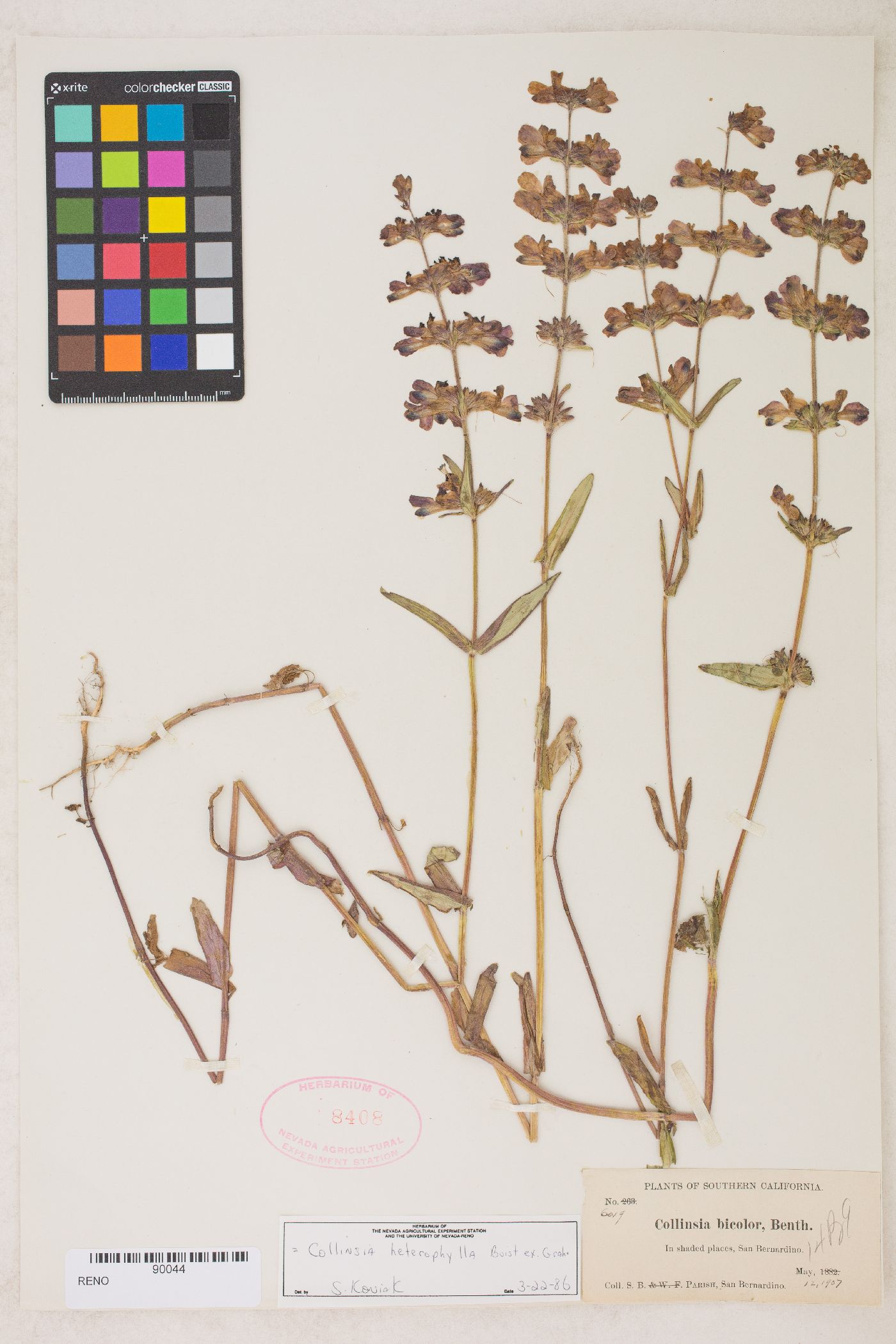 Collinsia heterophylla image