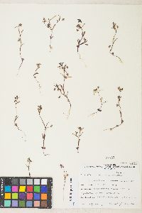 Collinsia parviflora image