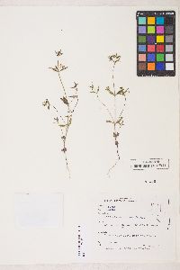 Collinsia parviflora image