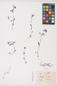 Collinsia parviflora image