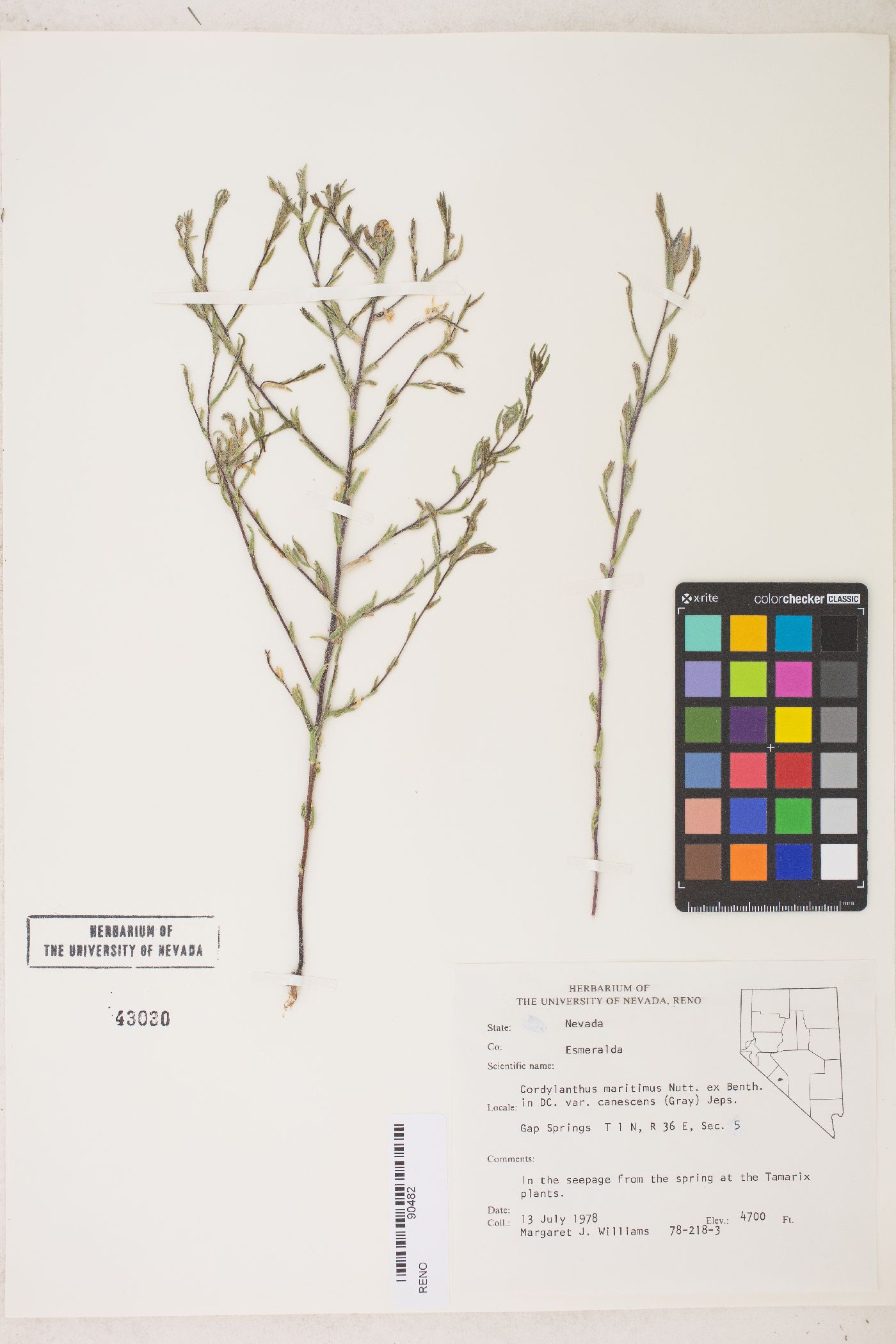 Chloropyron maritimum image