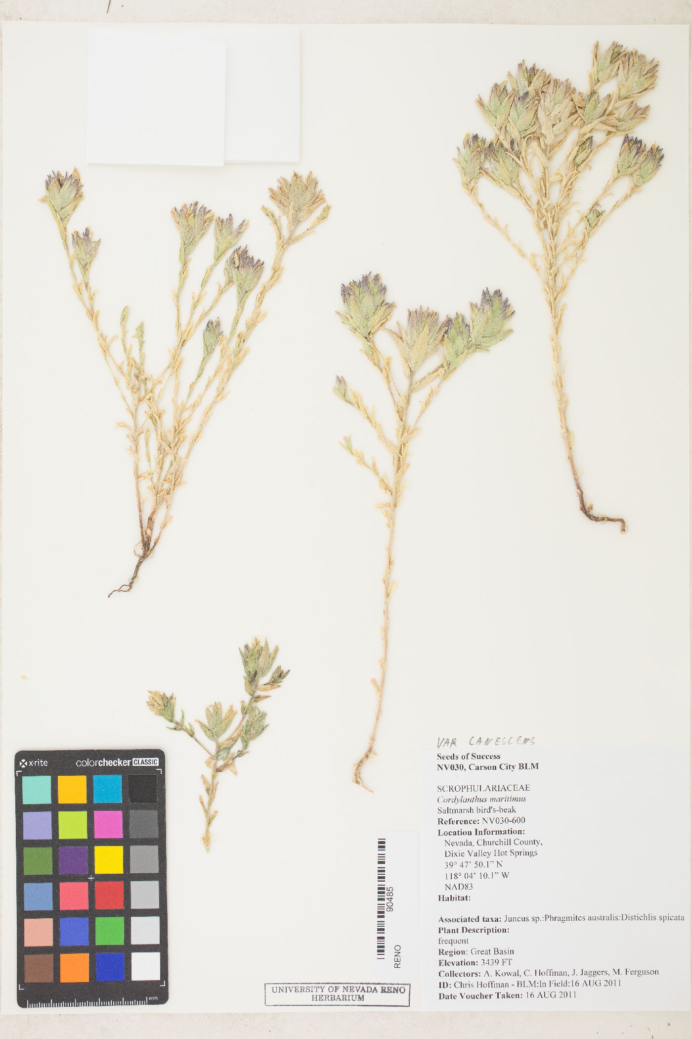 Chloropyron maritimum var. canescens image