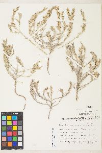 Chloropyron tecopense image