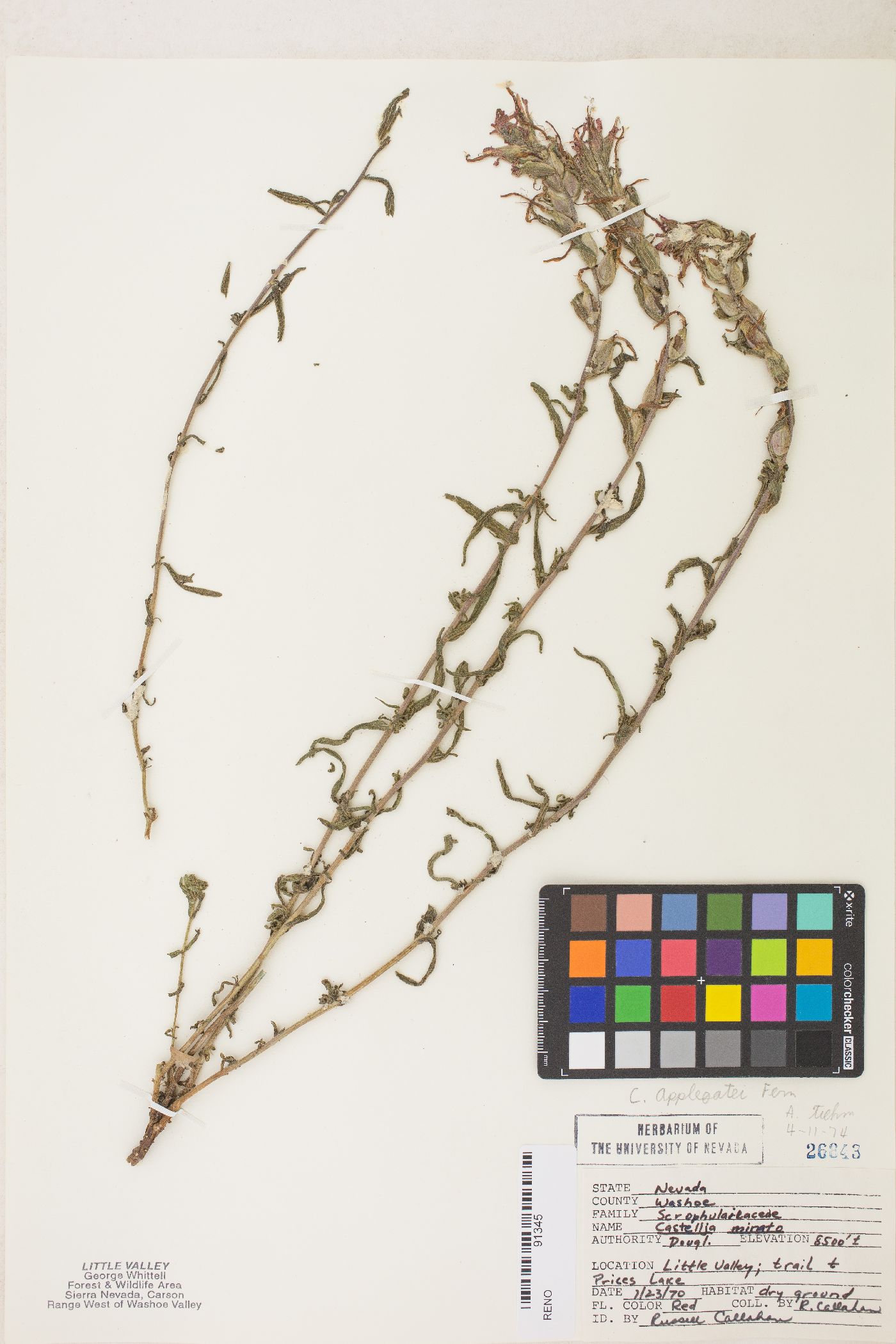 Castilleja applegatei var. pinetorum image