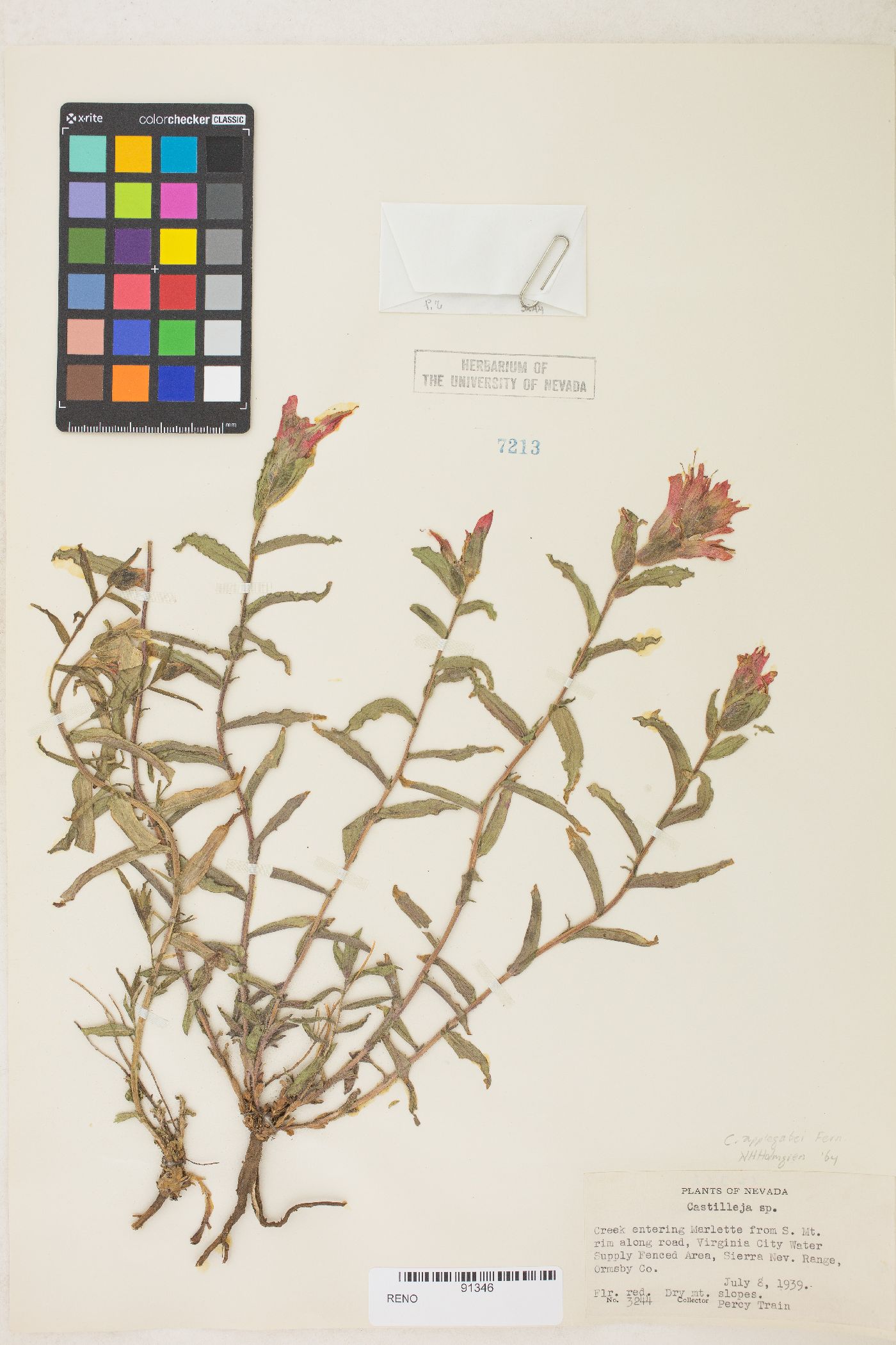 Castilleja applegatei var. pinetorum image