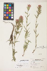 Castilleja applegatei image