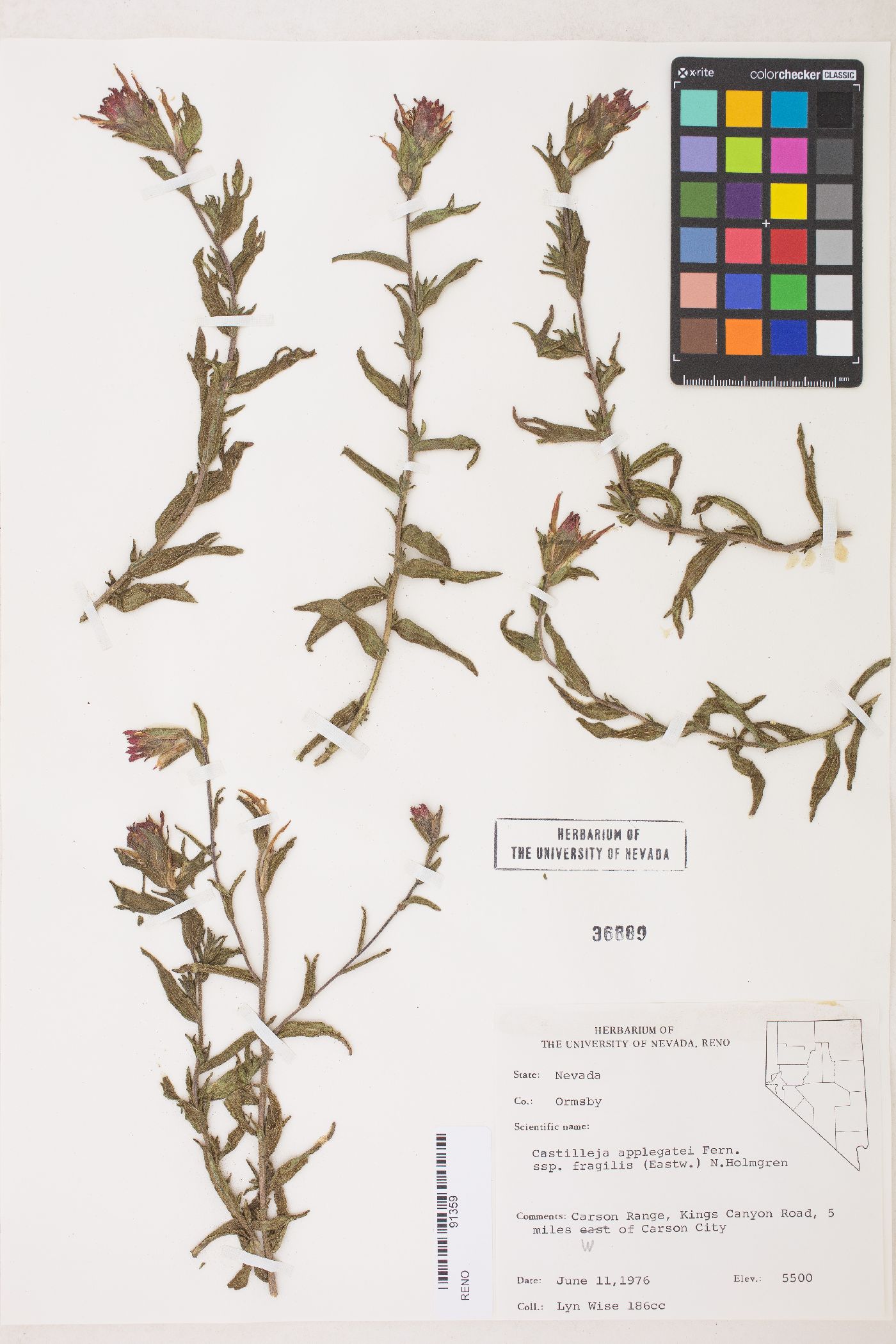 Castilleja applegatei var. pinetorum image