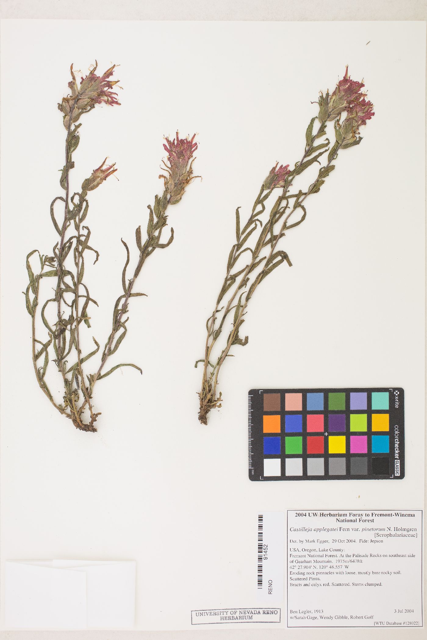 Castilleja applegatei var. pinetorum image