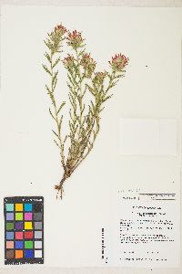 Castilleja applegatei image