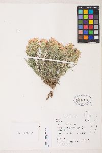 Castilleja chromosa image