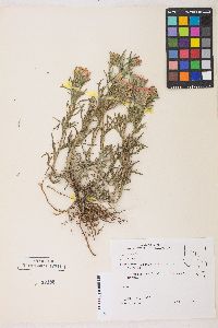 Castilleja chromosa image