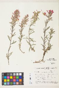 Castilleja chromosa image