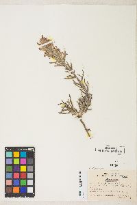 Castilleja chromosa image