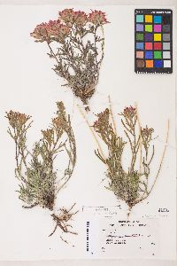 Castilleja chromosa image