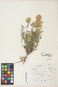 Castilleja chromosa image