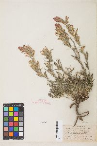 Castilleja chromosa image