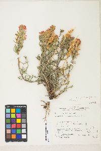 Castilleja angustifolia var. flavescens image