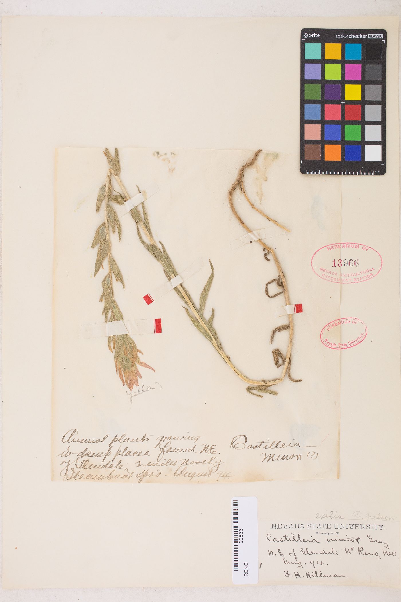 Castilleja minor var. exilis image