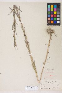 Castilleja minor var. exilis image