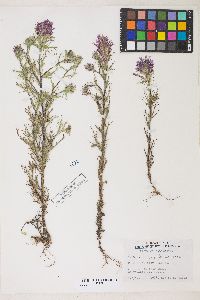 Castilleja exserta image