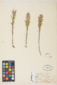 Castilleja exserta image