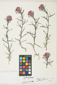 Castilleja chromosa image