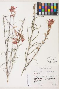 Castilleja linariifolia image