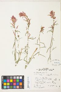 Castilleja linariifolia image