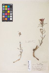 Castilleja linariifolia image