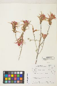 Castilleja linariifolia image