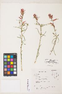 Castilleja linariifolia image