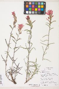 Castilleja pruinosa image