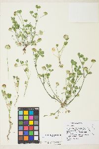 Trifolium cyathiferum image