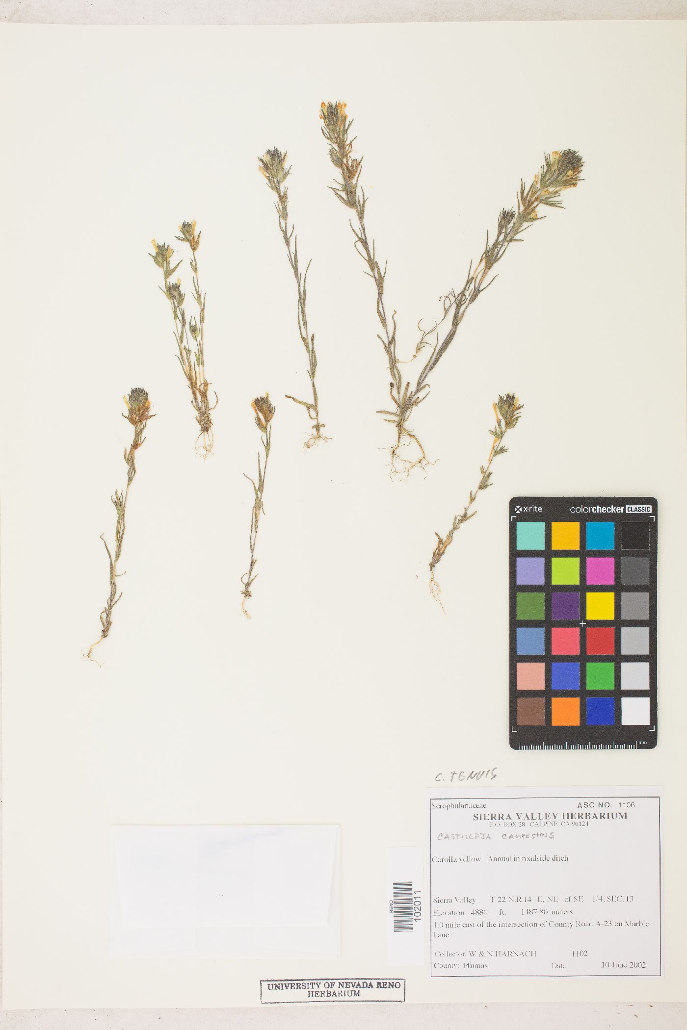 Castilleja tenuis image