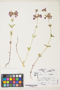 Collinsia heterophylla var. heterophylla image